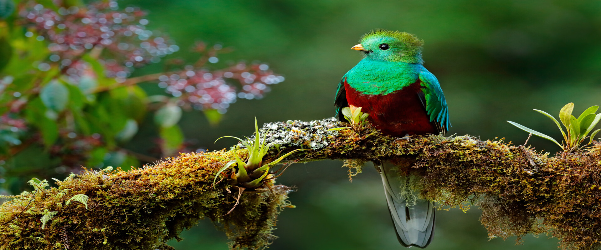 Observación de aves en la Reserva Biológica Bosque Nuboso Monteverde | Costa Rica Jade Tours