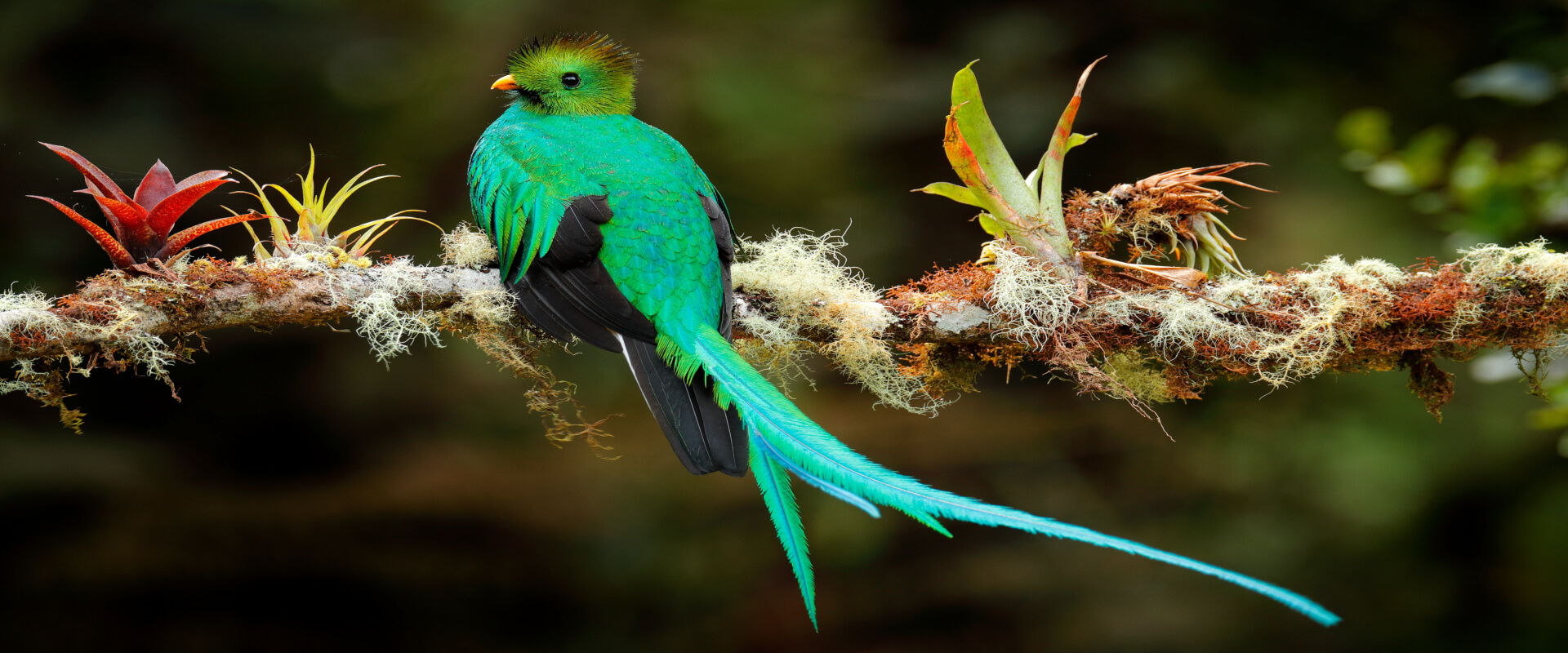 Monteverde Cloud Forest Biological Reserve Birdwatching Tour | Costa Rica Jade Tours