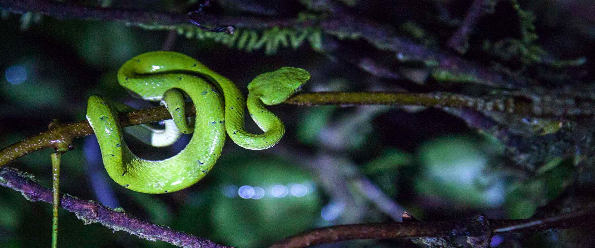 Tour nocturno de café y bosque en Monteverde | Costa Rica Jade Tours