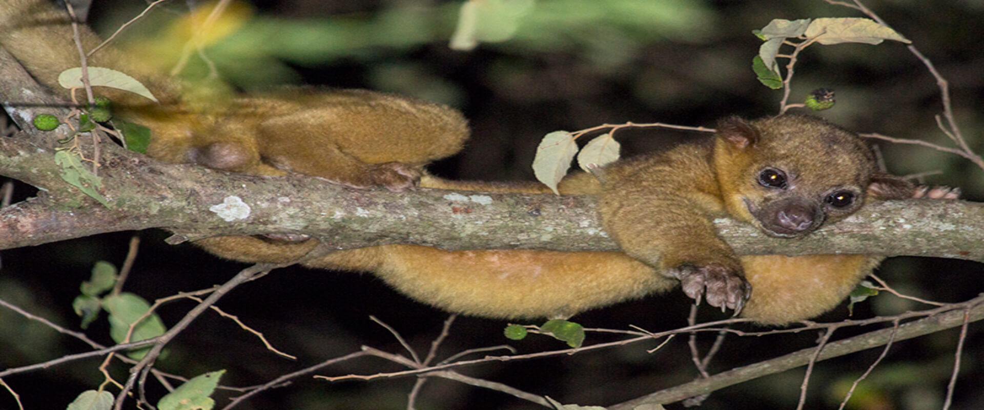 Tour nocturno de café y bosque en Monteverde | Costa Rica Jade Tours