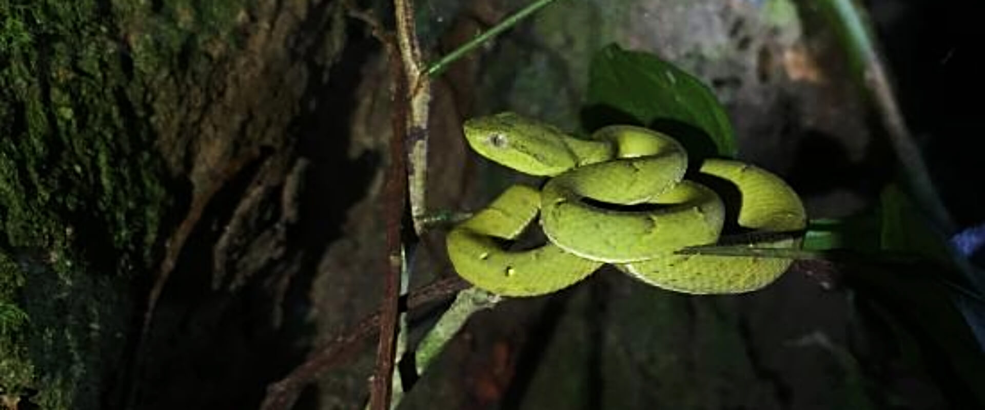 Tour nocturno de café y bosque en Monteverde | Costa Rica Jade Tours