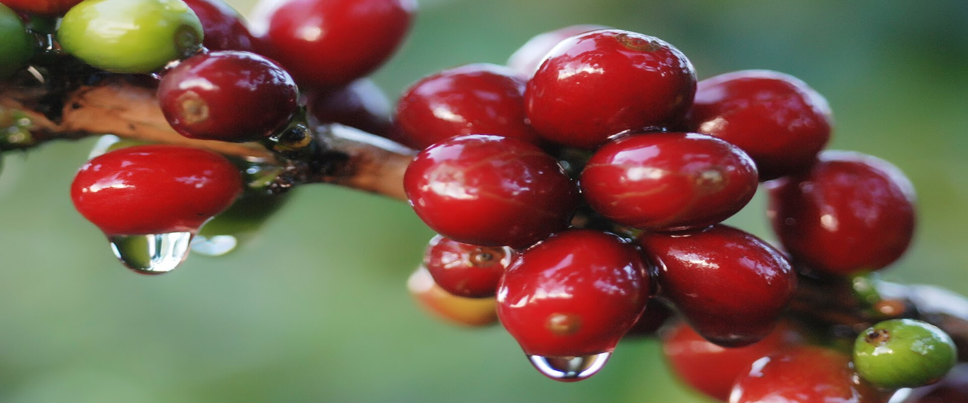 Monteverde Coffee Tour | Costa Rica Jade Tours