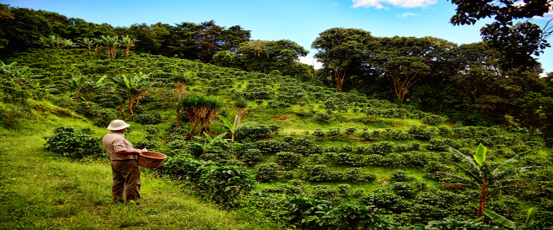 Tour de café en Monteverde | Costa Rica Jade Tours