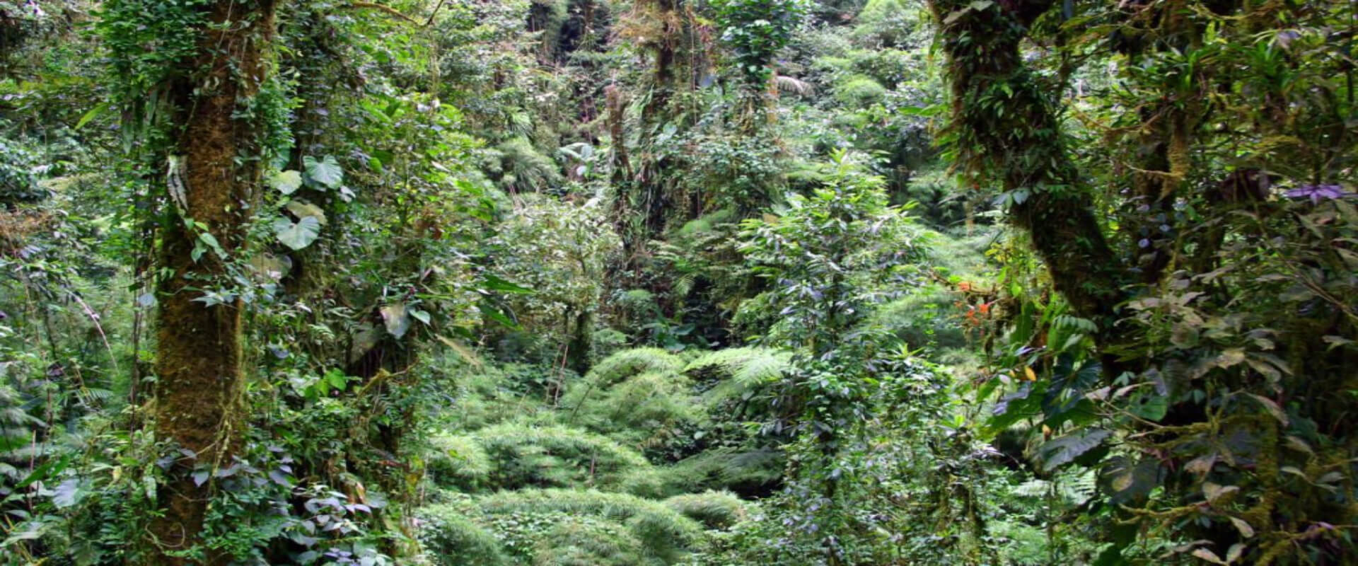 Tree Tram & Sky Walk Monteverde | Costa Rica Jade Tours