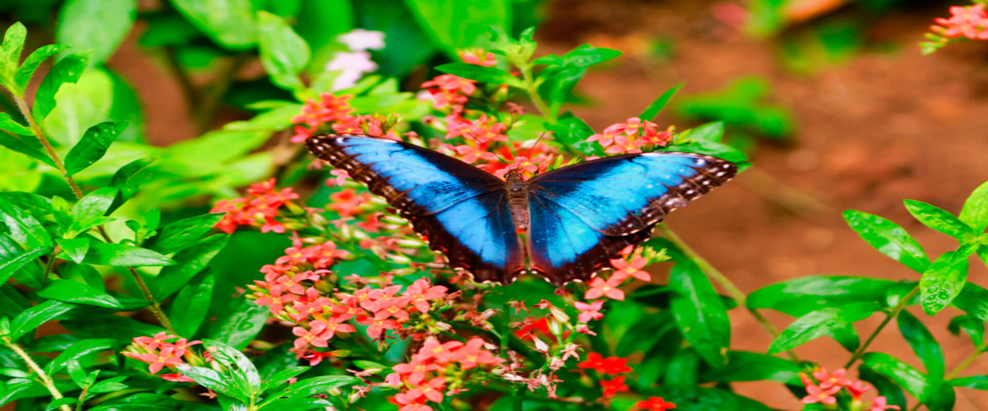 Tirolesa, puentes colgantes y mariposas | Costa Rica Jade Tours