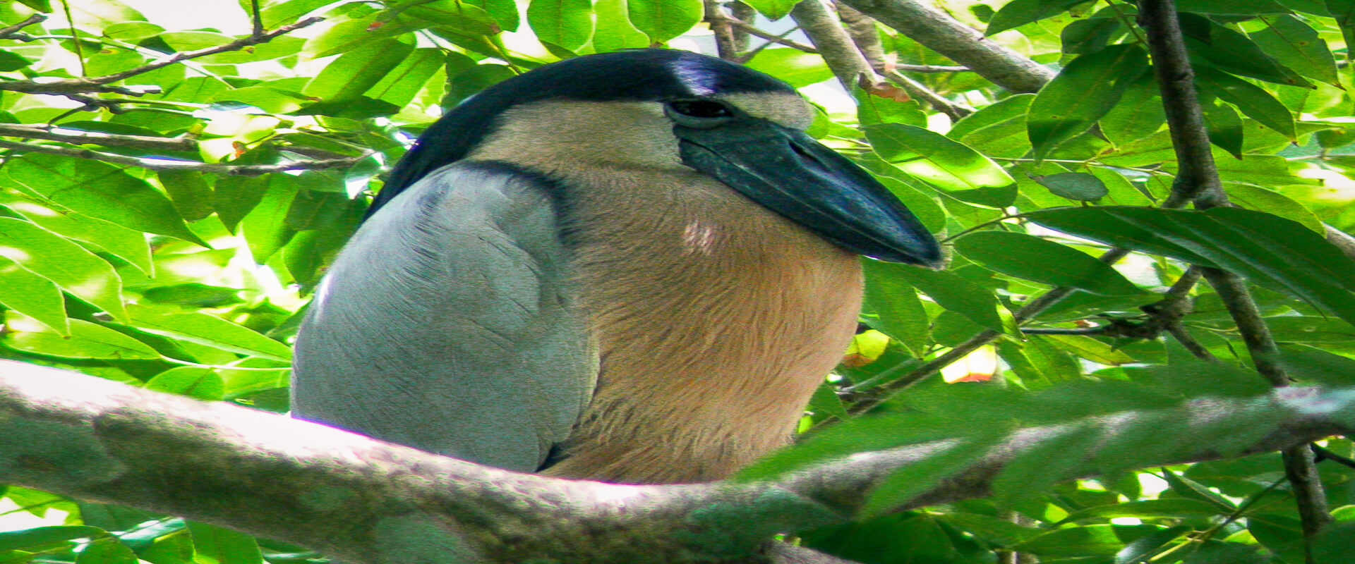 Tour de manglares en Sierpe, Bahía Drake | Costa Rica Jade Tours