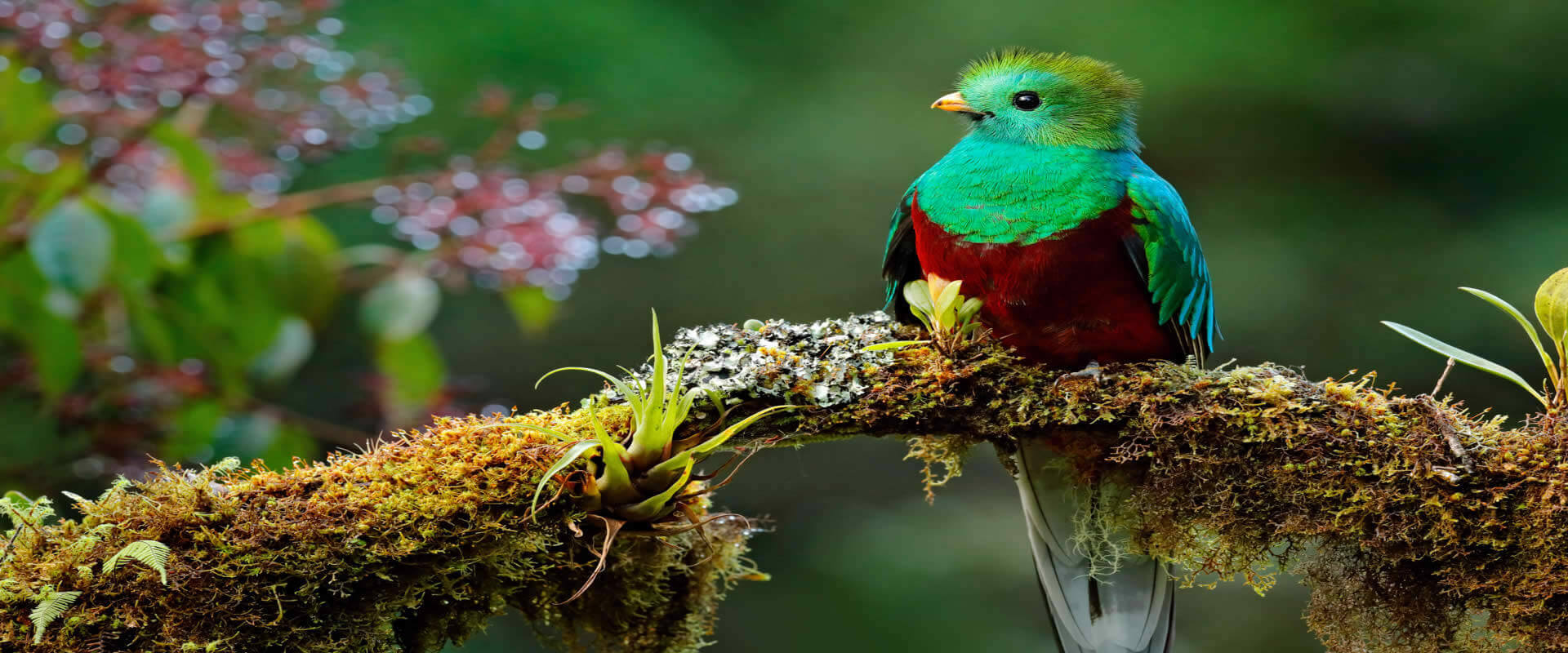 Quetzal and Highland Expedition Bird Watching Tour