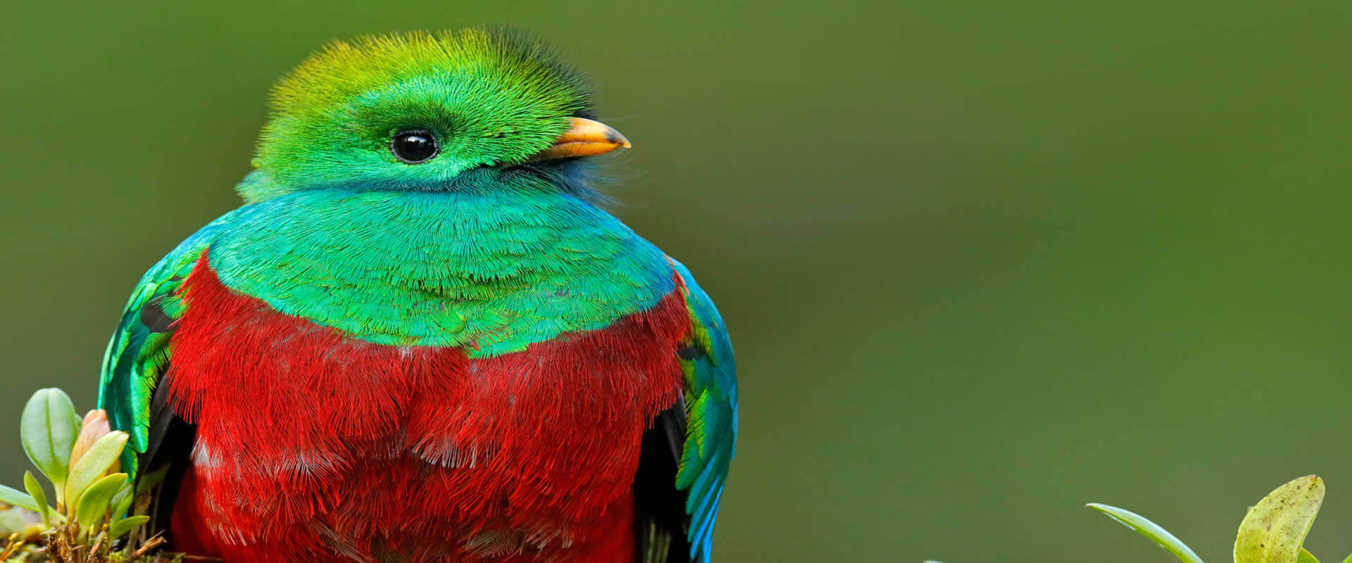 Quetzal and Highland Expedition Bird Watching Tour