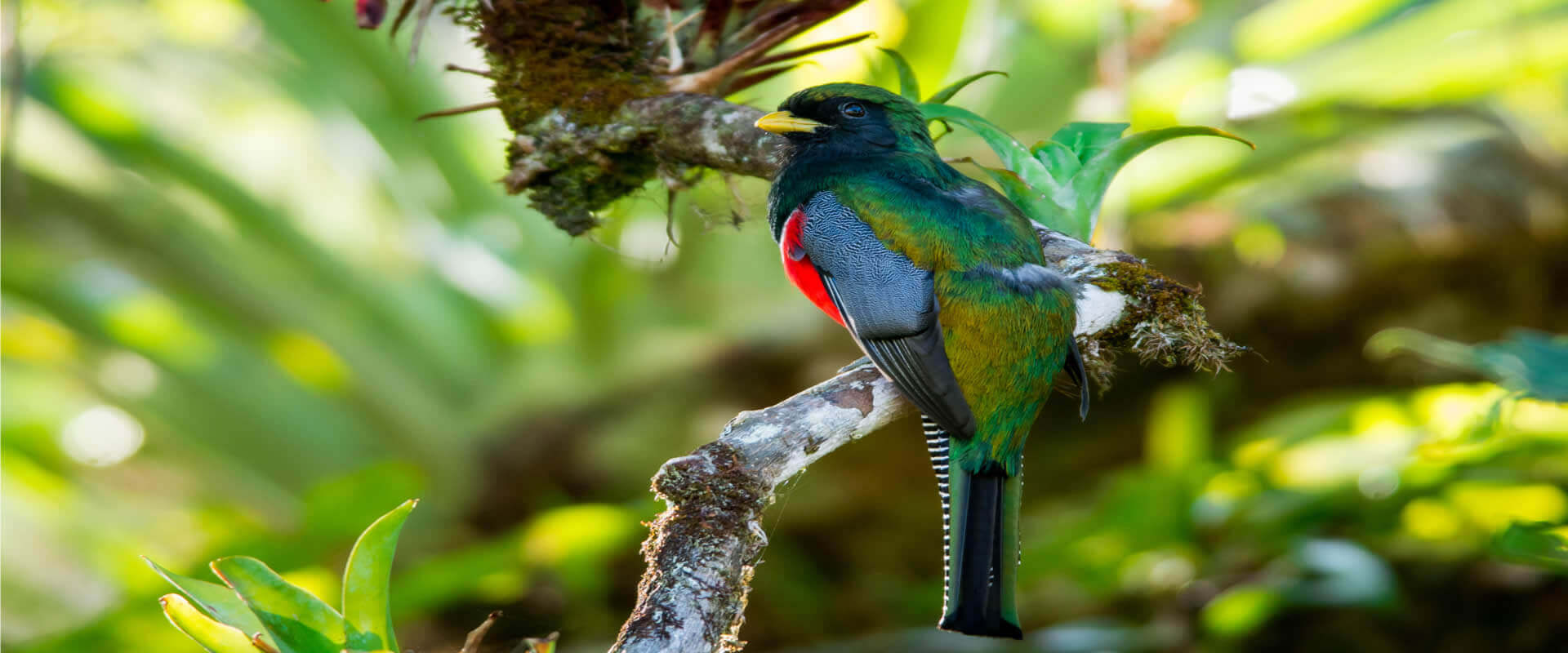 Quetzal and Highland Expedition Bird Watching Tour