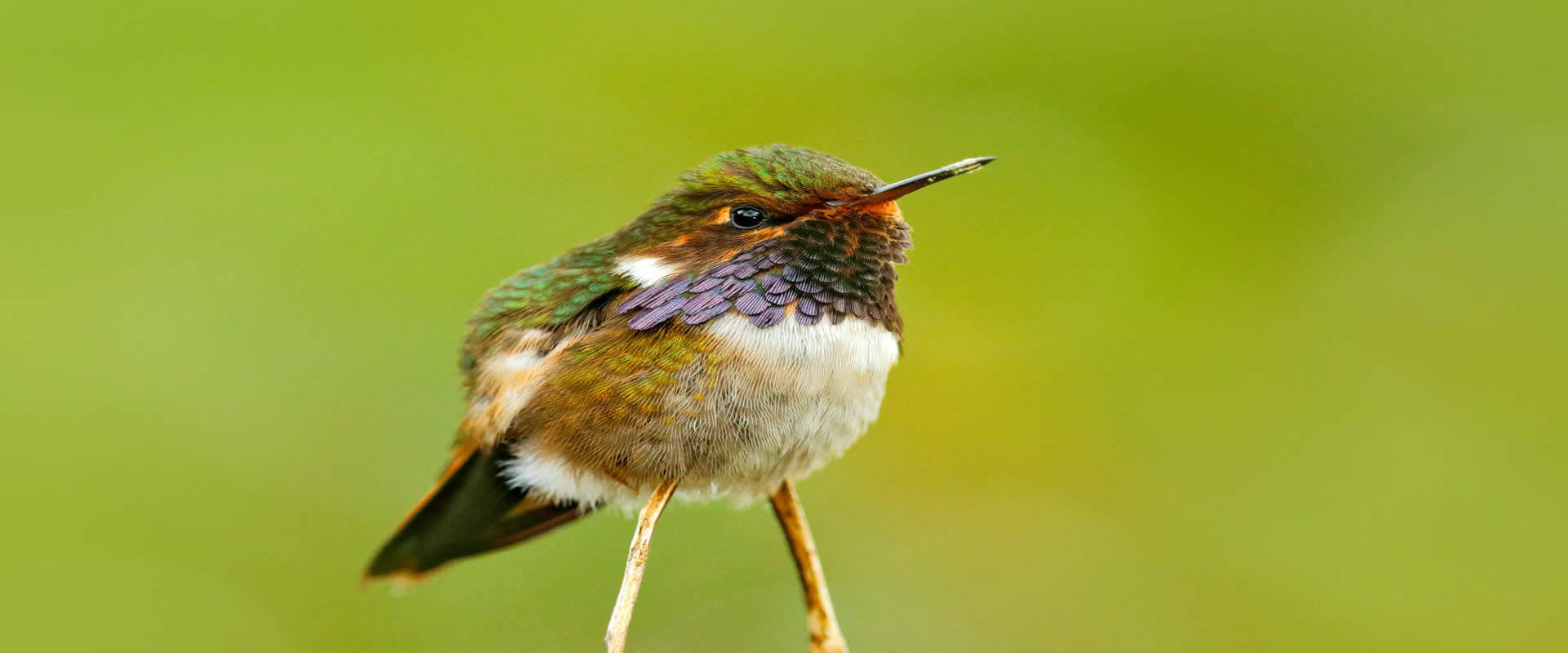 Quetzal and Highland Expedition Bird Watching Tour