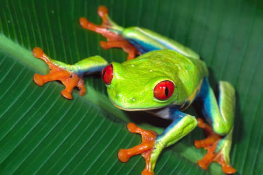 Caminata nocturna guiada Arenal Natura