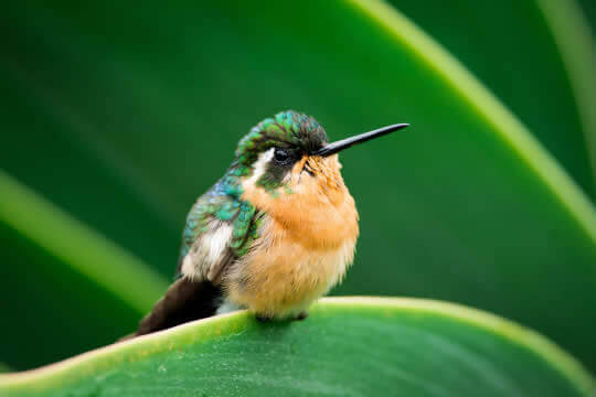 Birdwatching Curicancha (Private tour)