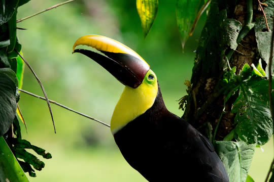 Observación de aves en Bahía Drake