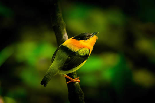 Birdwatching Tour in Manuel Antonio (Esquipulas)