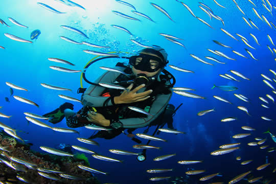 Catalina Islands Diving Tour in Tamarindo & Guanacaste