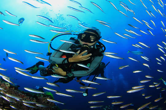 Buceo en Islas Catalina