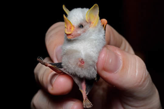 Bat Jungle in Monteverde