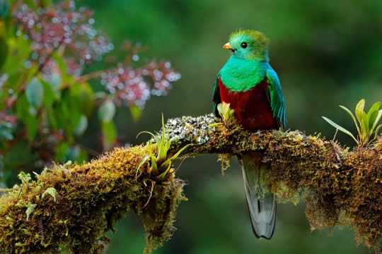 Monteverde Cloud Forest Biological Reserve Birdwatching Tour