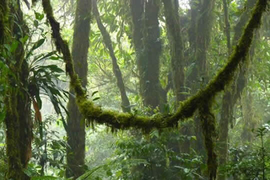 Monteverde Cloud Forest Biological Reserve Nature Tour