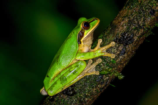 Caminata nocturna en Bahía Drake