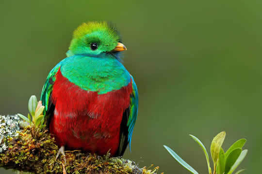 Quetzal Birdwatching Tour in Manuel Antonio