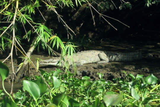 Tour de manglares en Sierpe, Bahía Drake