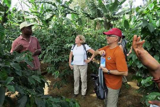 Coffee and Canopy Tour in San Jose